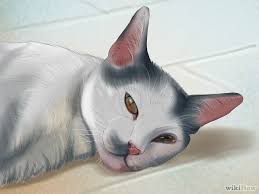 We did not find results for: 15 à¸§ à¸˜ à¸ª à¸‡à¹€à¸à¸•à¸­à¸²à¸à¸²à¸£à¸› à¸§à¸¢à¸‚à¸­à¸‡à¹à¸¡à¸§ à¸— à¸—à¸²à¸ªà¹à¸¡à¸§à¸„à¸§à¸£à¸£ à¹€à¸­à¸²à¹„à¸§ Dog Vs Cat