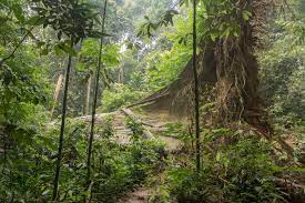 The park is often simply referred to as taman negara and this is one of the best places to come in malaysia if you want to get back to basics and enjoy some of the. Taman Negara National Park Malaysia From Here To Nowhere
