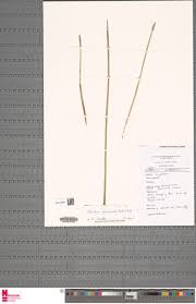 Image result for Eleocharis acutangula