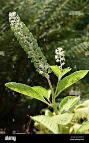 Image result for Phytolaccaceae