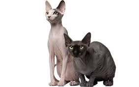 Beauty salon in granbury, texas. Sphynx Cat Breed Information Pictures Characteristics Facts