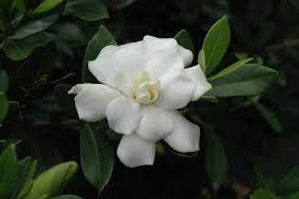 We did not find results for: Double Mint Gardenia Calloway S Nursery