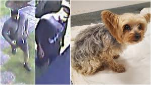 What are the most common reasons for death? Help Police Catch Dognappers Who Cornered Lucy The Yorkshire Terrier Ctv News