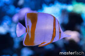 Image result for Mohria marginalis