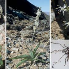 Image result for Chlorophytum burundiense