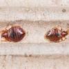 In dubai, the termite has another headache for people. Https Encrypted Tbn0 Gstatic Com Images Q Tbn And9gcsgt9pg9effjb9wnersccw 7xkblwl4ojvtlrelexlugodm0mnb Usqp Cau