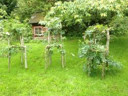 Uk Company Is Growing Furniture By Molding Trees Into Chairs Tables Or Lamps Oddity Central Collecting Oddities Tree Chair Tree Garden Arch