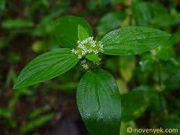 Image result for Mitracarpus