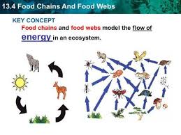 Compare the food chains to terrestrial food chains you may know. Activity Constructing A Food Web Ppt Video Online Download