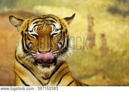 786.065 beğenme · 5.428 kişi bunun hakkında konuşuyor. Harimau Images Illustrations Vectors Free Bigstock