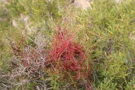 Image result for Cuscuta abyssinica
