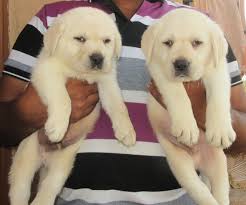 Review how much labrador retriever puppies for sale sell for below. Top Quality Labrador Retriever Puppy For Sale In Pune India
