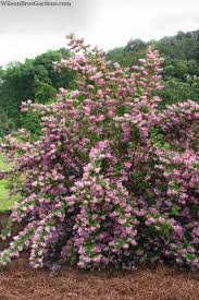 Image result for Deutzia hybrida Pink Pompon