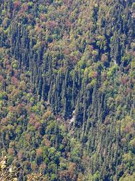 Image result for Cupressus torulosa