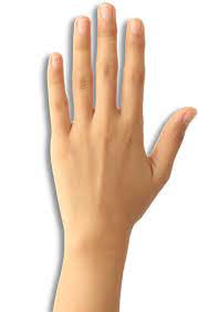 Open Full Size Flat Hand Png Hand Transparent Png Download Transparent Png Image And Share Seekpng With Friends Png Pointing Hand Full Size