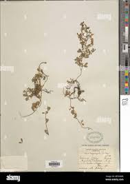 Image result for Andropterum