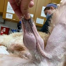 Image result for scrotum dog skin peeling