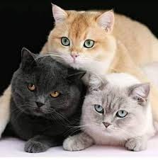 Anne Heijer Donker Adli Kullanicinin Kittens Cats 2 Panosundaki Pin Guzel Kediler Sevimli Hayvan Yavrulari Sevimli Kedi Yavrulari