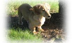 Our akc dachshund puppies come from reputable dachshund breeders and are born in a home environment with proper vet care. Miniature Dachshund Puppies Price 200 00 For Sale In Waynesboro Georgia Best Pets Online