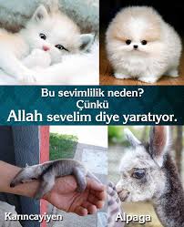 Adnan Oktar Operasyon Adnan Oktar Hapis Kedicikler Operasyon Kedicik Operasyon Kedicikler Hapis Ali Erbas Ersoy Dede D Bebek Hayvanlar Hayvanlar Kedicik