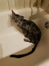 Usually preceded by the exclamation aw fuck, and accompanied by a look of complete bewilderment. Cygnus The Unofficial And Pending Domestic Cat With The World S Longest Tail These Pics Were Taken After Tonight S Bathtime His Tail Was Measured Today At 17 9 In Or 45 5 Cm Album On Imgur