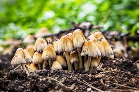 Image result for Coprinus micaceus