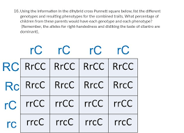 Assessment | biopsychology | comparative | cognitive | developmental | language | individual differences | personality | philosophy | social | methods | statistics | clinical | educational | industrial | professional items | world psychology |. Solved 16 Using The Information In The Dihybrid Cross Punnett Square Below List The Different Genotypes And Resulting Phenotypes For The Combined Course Hero
