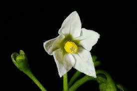 Image result for Solanum memphiticum