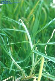 Image result for Cenchrus clandestinus