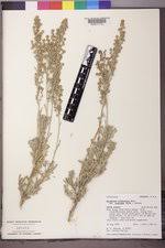 Presenta una raíz blanquecina y numerosas raicillas. Seinet Portal Network Artemisia Tridentata