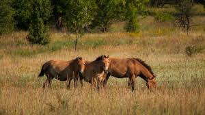 Birds have proven to be particularly affected by nuclear fallout. Chernobyl S Exclusion Zone Is Now A Wildlife Refuge And Biodiversity Hotspot Earth Com