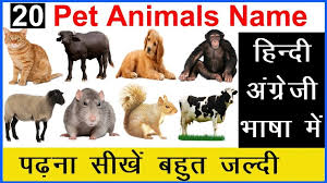 Pet Animals Name Hindi English For Children Kids À¤ª À¤²à¤¤ À¤ À¤¨à¤µà¤° À¤ À¤¨ À¤® À¤¹ À¤¨ À¤¦ À¤à¤µ À¤ À¤ À¤° À¤ À¤® Soft Pet
