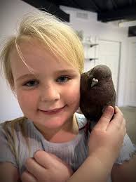 He is a 5 year old Birmingham Roller If you're missing a banded pigeon or  know how to look them up please let me know. Our daughter is currently  taking care of