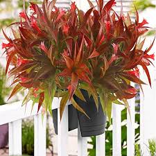 These often persist into the following winter. Huaesin Artificial Plants Balcony Artificial Plants Weatherproof Artificial Flowers Artificial Green Plant Plastic Plants For Winter Christmas Autumn Decoration Garden Outdoor Decoration Amazon De Home Kitchen