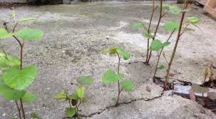 We did not find results for: Onkruid Bestrijden Archieven 247green Nl