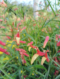 Image result for Scleria laxiflora