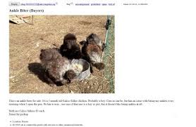 Do you put your number normally in craigslist and it does that click hiding thing? I Think I M Funny Craigslist Ad Murano Chicken Farm