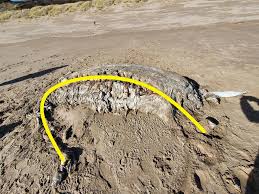 Mystery creature discovered on Welsh beach likely a basking shark |  news.com.au — Australia's leading news site for latest headlines