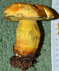 Image result for Boletus projectelloides