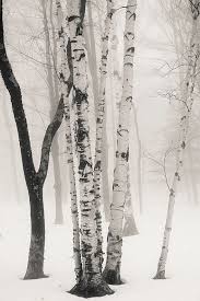 Black And White Aspen Tree Pictures Birches In Winter Fog 8x10 Fine Art Black White Photograph Etsy In 2020 Tree Art Winter Trees Tree Photography