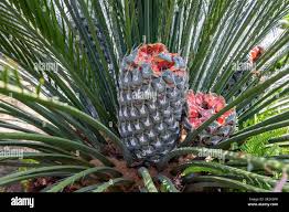 Image result for Macrozamia communis