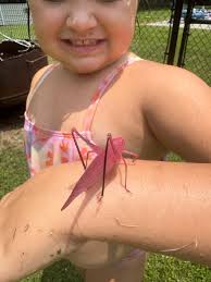 Here's what a Louisiana winter looks like. I have big, beautiful roses and  mustard greens! I hear it's going to be 72 degrees