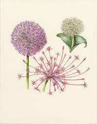 Allium Flower Illustration Flower Drawing Botanical Drawings