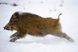 Wild Boars Running In Snow Wild Boar Running In Snow Boar