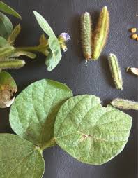 Image result for Calopogonium mucunoides