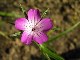 Image result for Stenostelma corniculatum