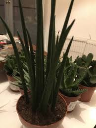 Chameleon safe plants with pictures. Panther Chameleon Safe Plants Help Chameleon Forums