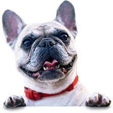 Rescued friends animal sanctuary provides a safe haven for abused and neglected farm animals, and offers humane education to the community. All Aboard Animal Rescue You Can Make A Difference