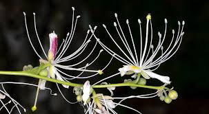 Image result for Capparis citrifolia