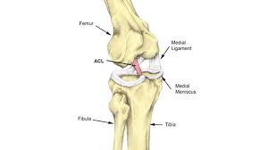 Image result for Lachman Test